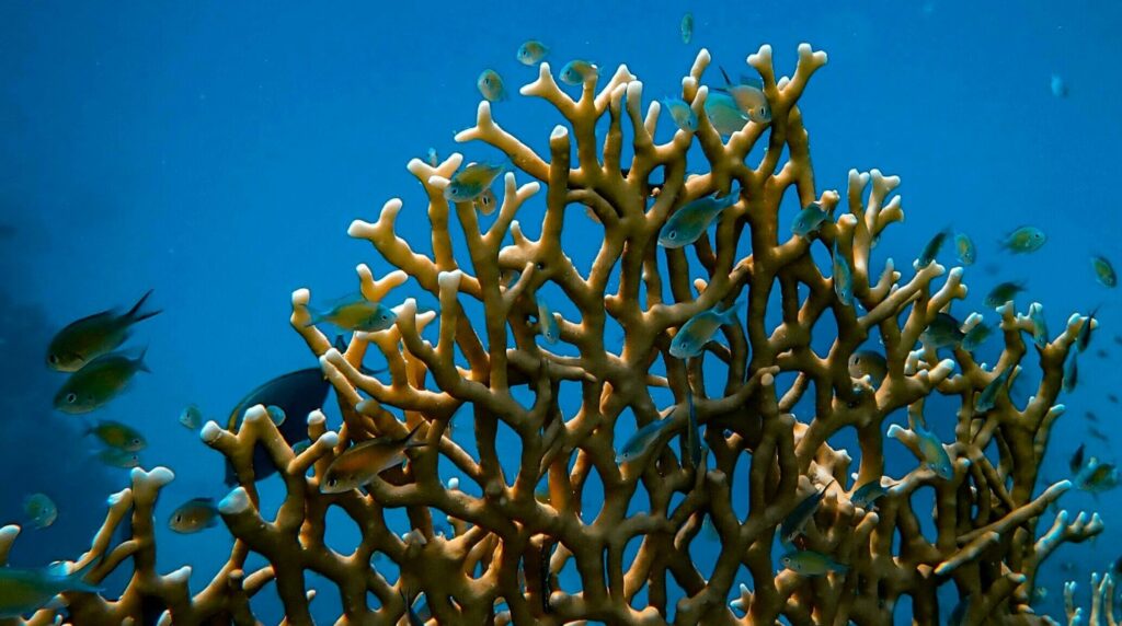 img from https://www.pexels.com/pt-br/foto/peixes-perto-do-recife-de-coral-3468655/