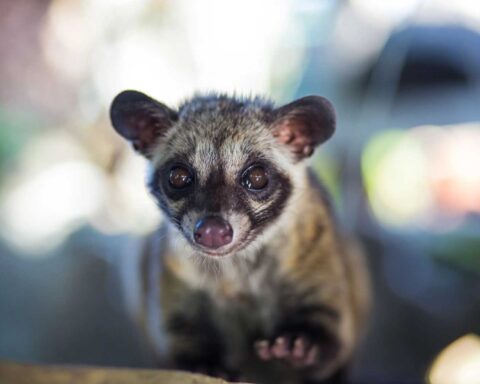 Celebrating the World’s First World Civet Day: Shining a Light on the Plight of Civet Coffee Production